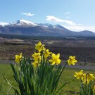 daffodils