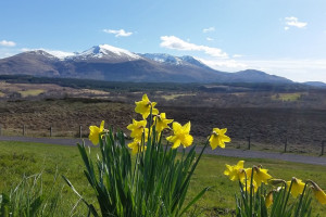 daffodils