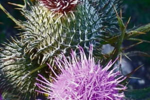 thistle