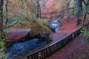 red leaves