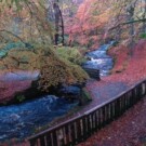red leaves
