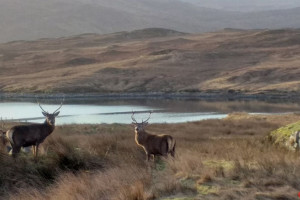 deer in a scenic area