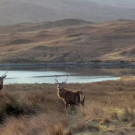 deer in a scenic area